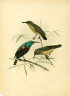 Image of Anjouan Sunbird