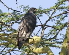 Image of Augur Buzzard