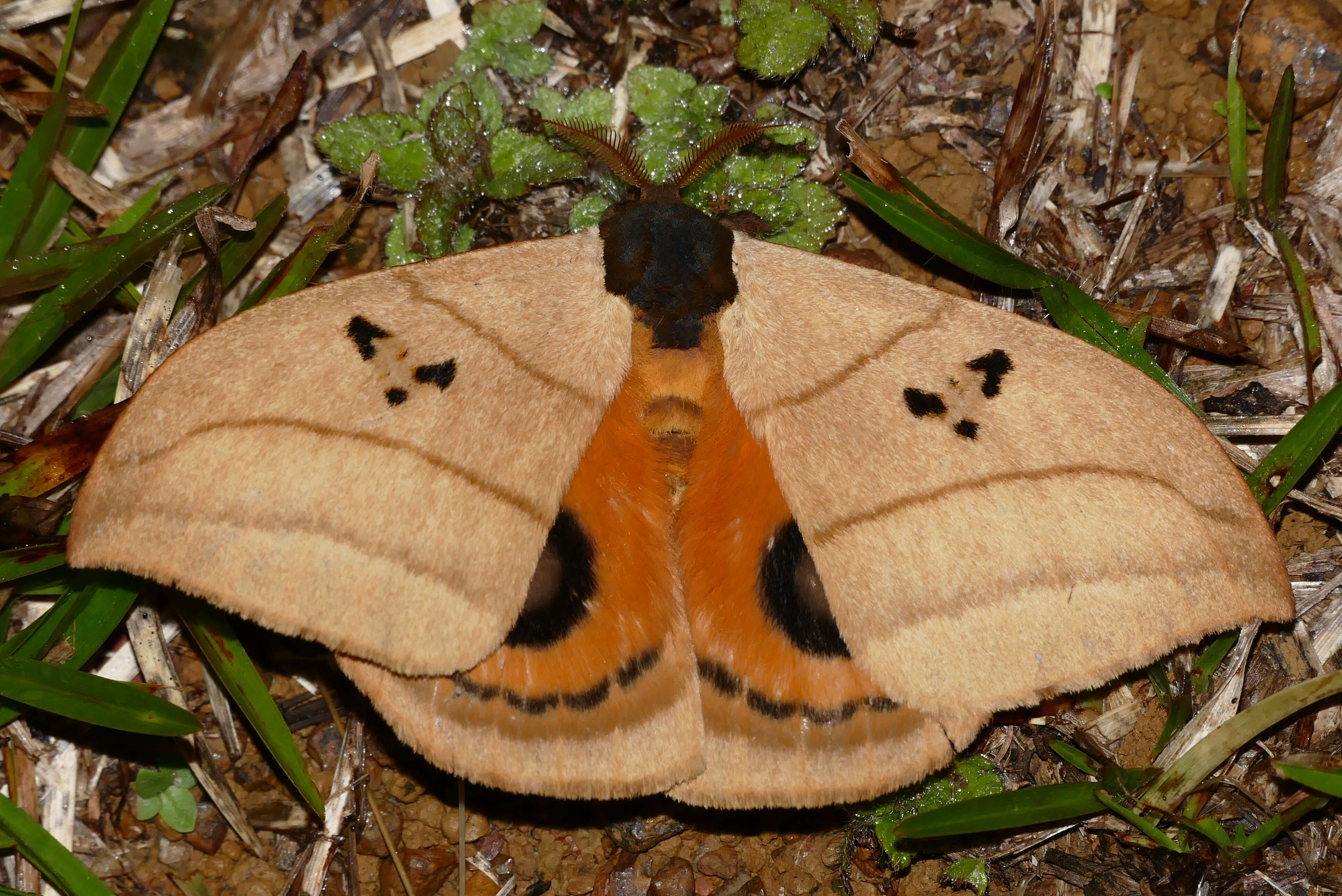 Image of Automeris curvilinea Schaus 1906