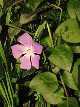 Image of Greater Periwinkle