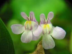 Image of Ivy-leaved Toadflax