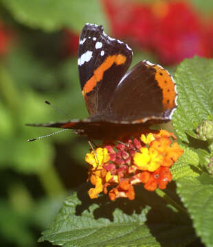 Image of Red Admiral