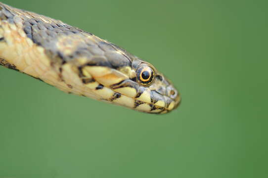 Image of Grass snakes