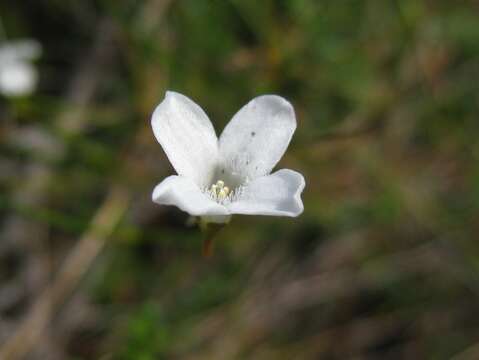 Image of Mitrasacme polymorpha R. Br.