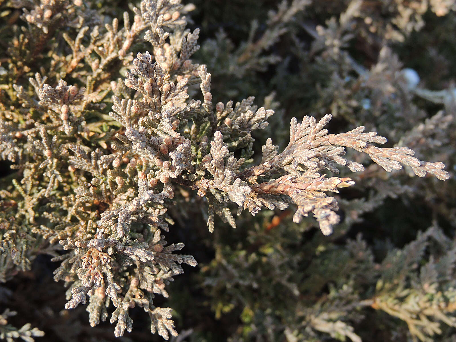 Imagem de Juniperus chinensis L.