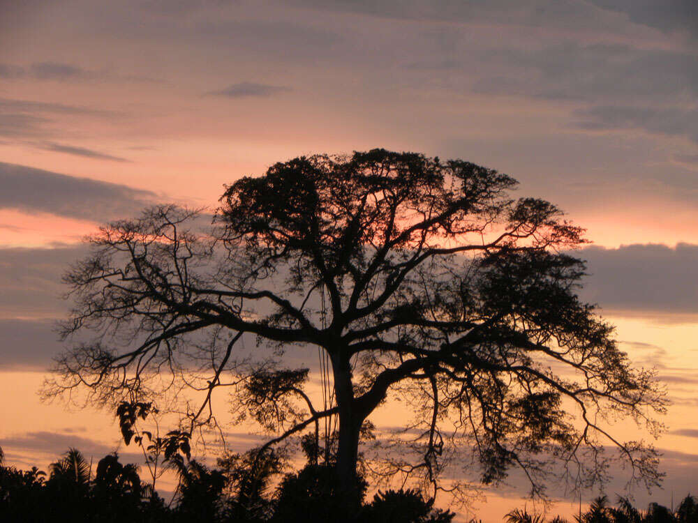 Image of kapoktree