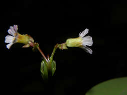 Image of Oxalis microcarpa Benth.