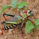 Plancia ëd Dictyophorus (Dictyophorus) spumans subsp. pulchra (Bolívar & I. 1904)