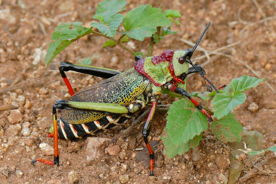 صورة Dictyophorus (Dictyophorus) spumans subsp. pulchra (Bolívar & I. 1904)