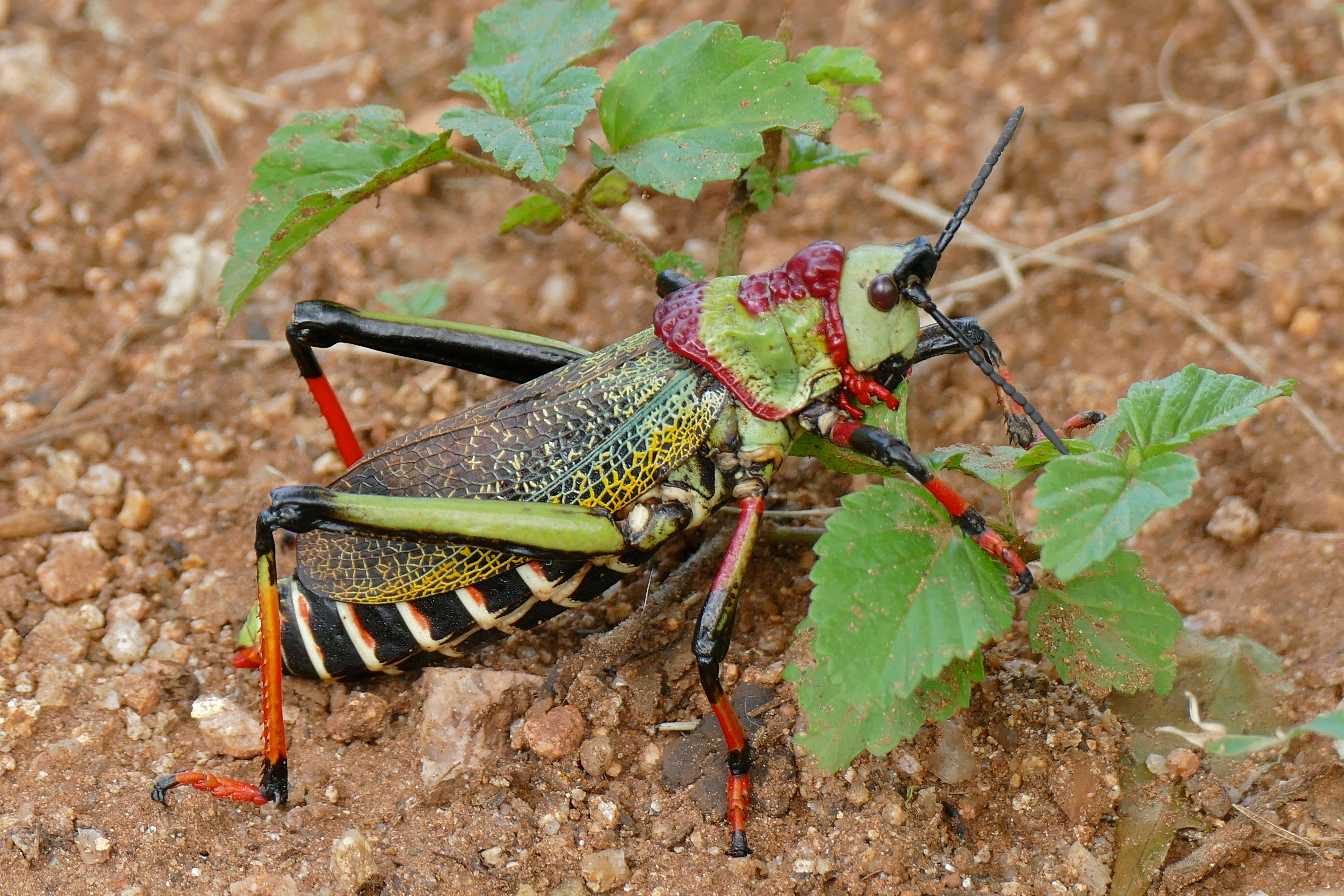 Plancia ëd Dictyophorus (Dictyophorus) spumans subsp. pulchra (Bolívar & I. 1904)