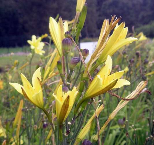 Image of Daylily