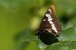 Image of Lorquin's Admiral