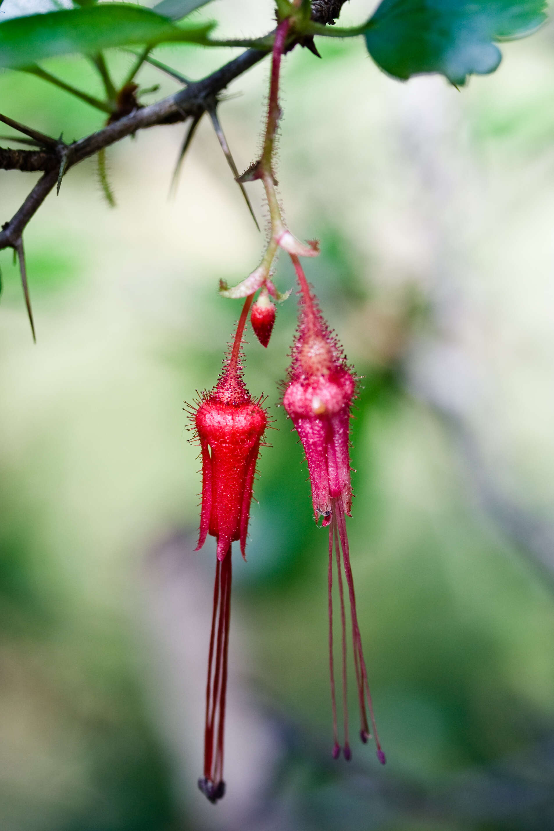 Image of fuchsiaflower gooseberry