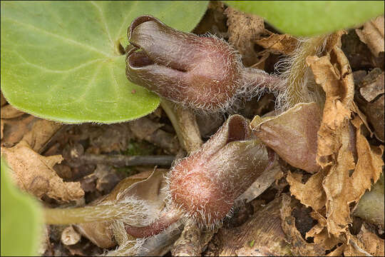 Image of European wild ginger