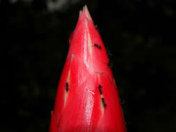 Image of Costus stenophyllus Standl. & L. O. Williams