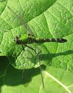 Image of Eastern Pondhawk