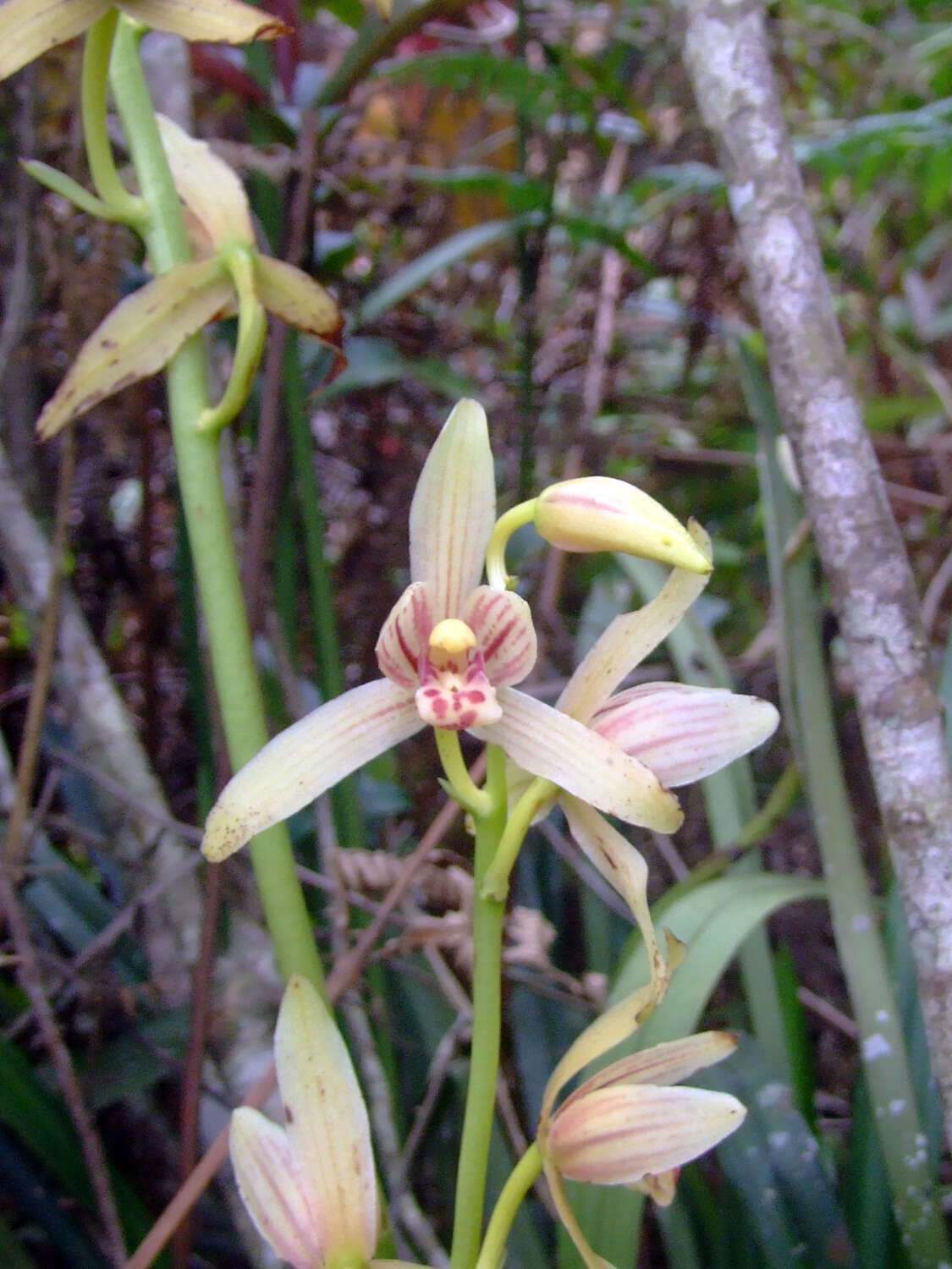 Image of Boat orchids