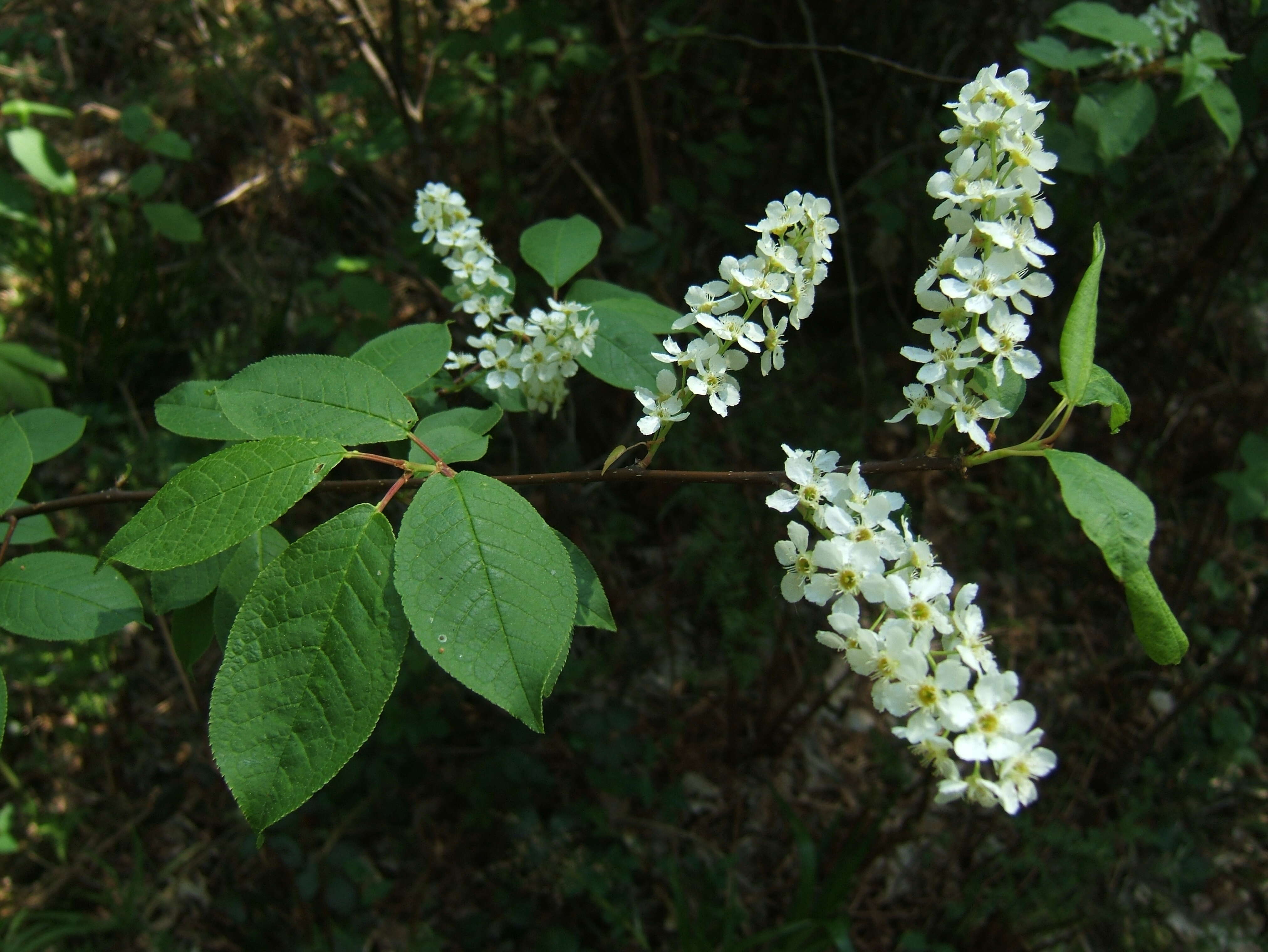 Prunus padus L. resmi