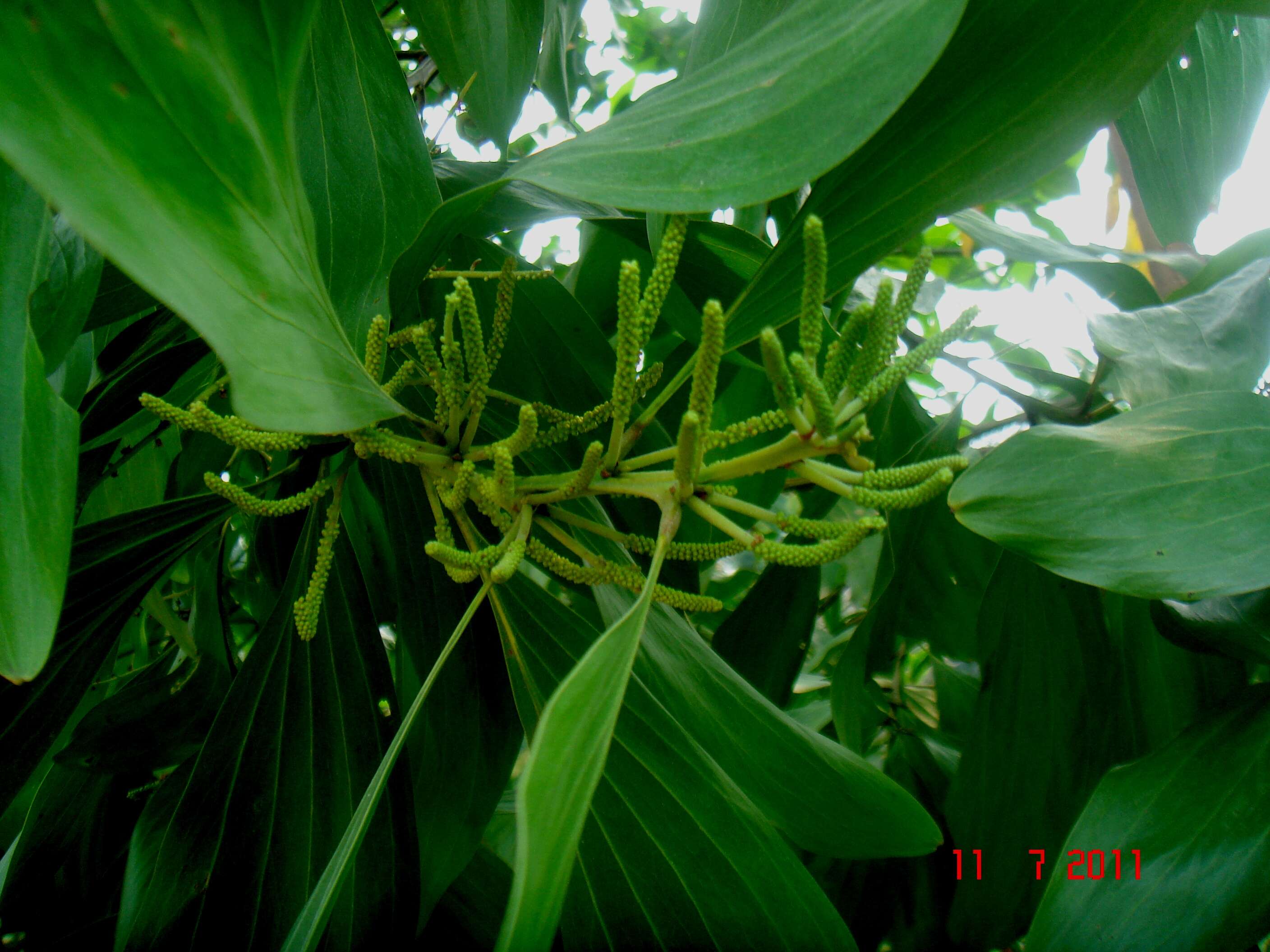 Image of Black wattle