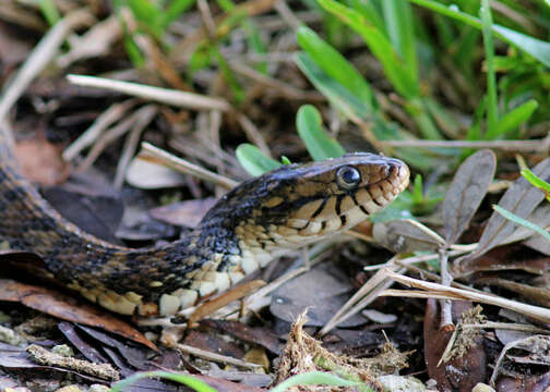 Image of Nerodia fasciata pictiventris (Cope 1895)