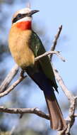 Image of White-fronted Bee-eater