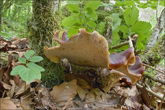 Image of black-footed polypore