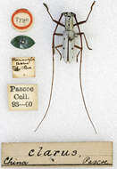 Image of Olenecamptus clarus Pascoe 1859