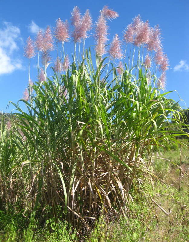 Image of sugarcane