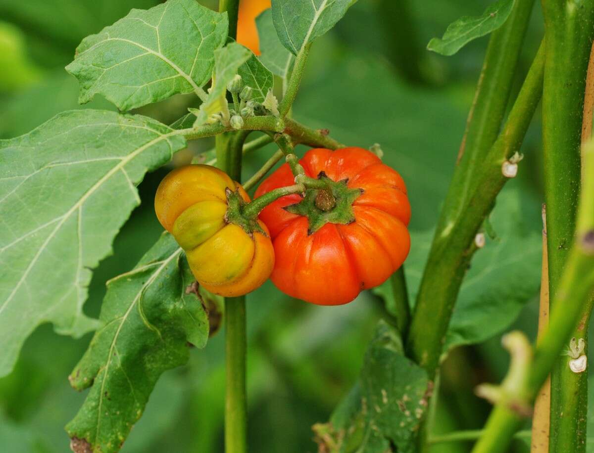 Image of Ethiopian nightshade