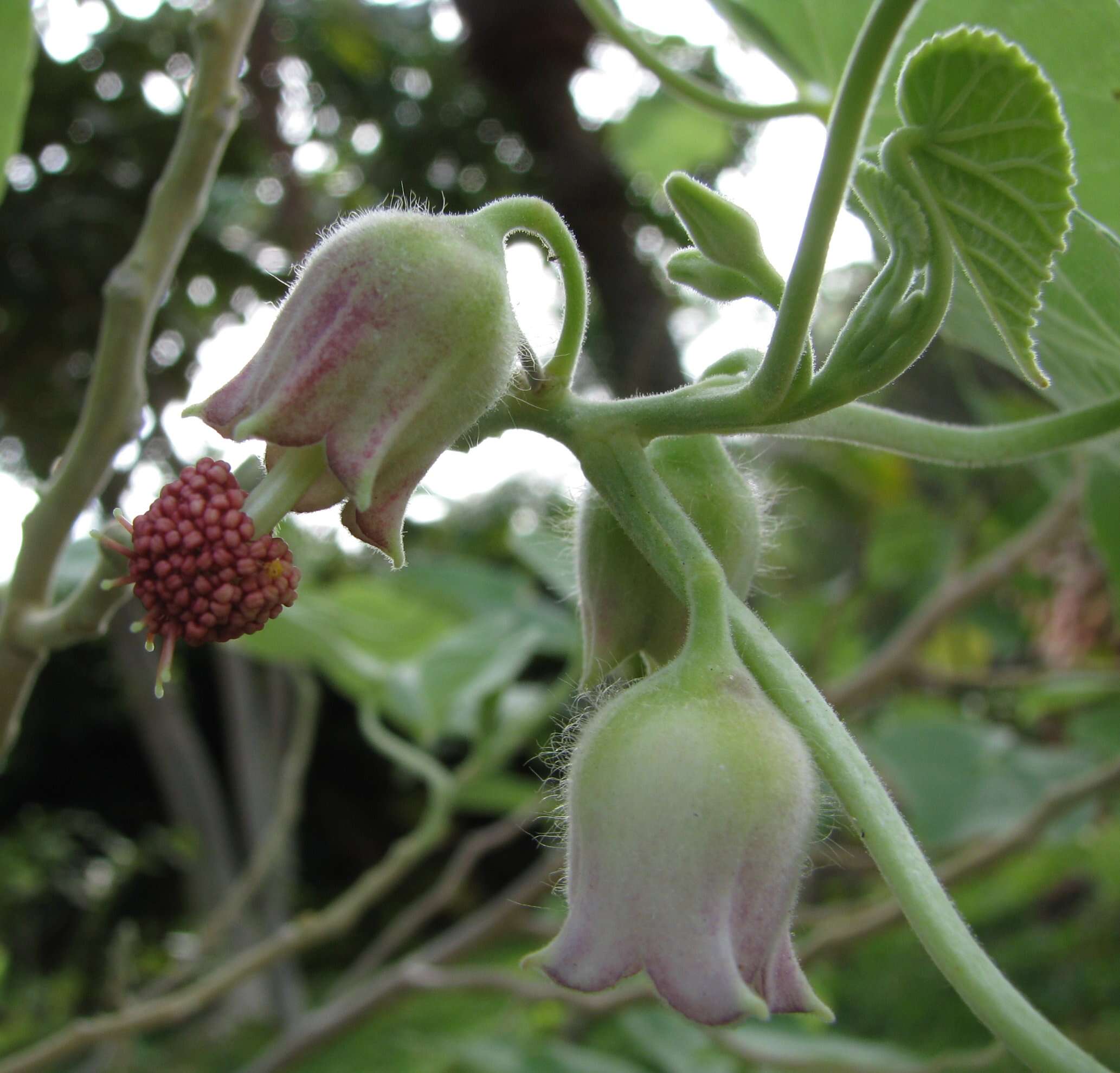 Image of Indian mallow