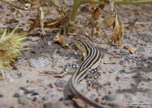 Image of Knox's Ocellated Sand Lizard