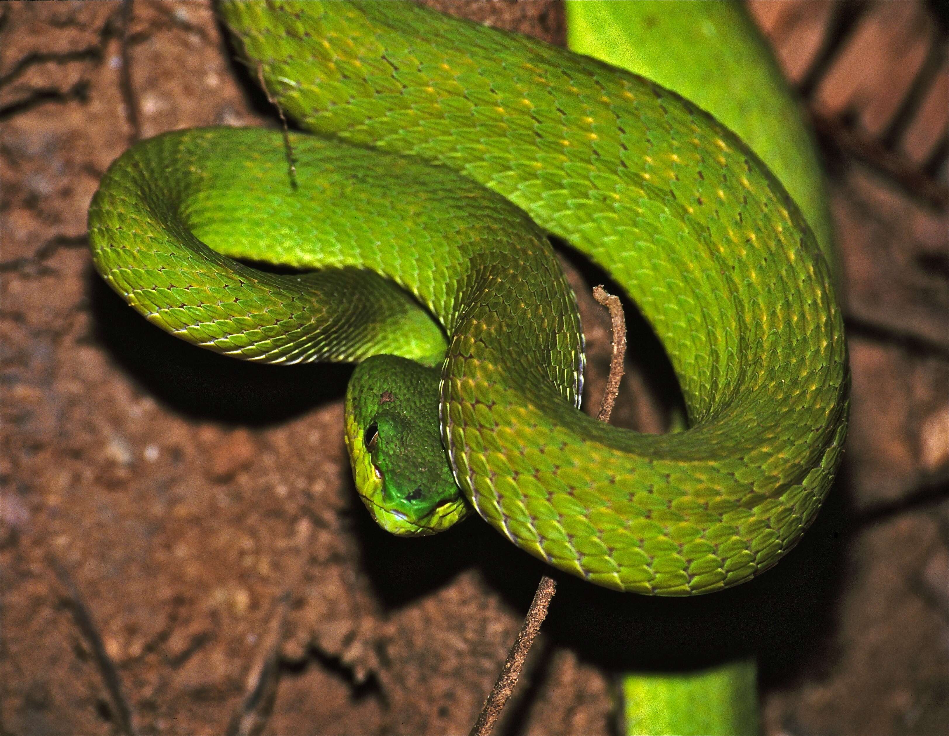 Image of White-lipped island pitviper