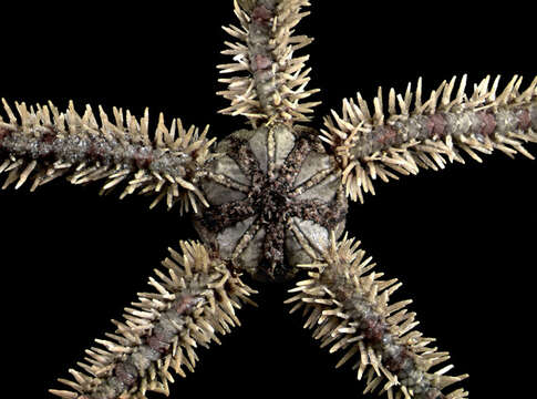 Image of Ophiurid Brittle Stars