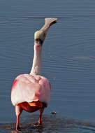 Image of Roseate Spoonbill