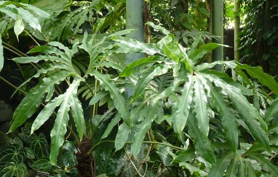 Anthurium pedatum (Kunth) Endl. ex Kunth resmi