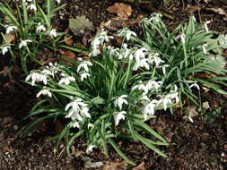 Image of Snowdrop