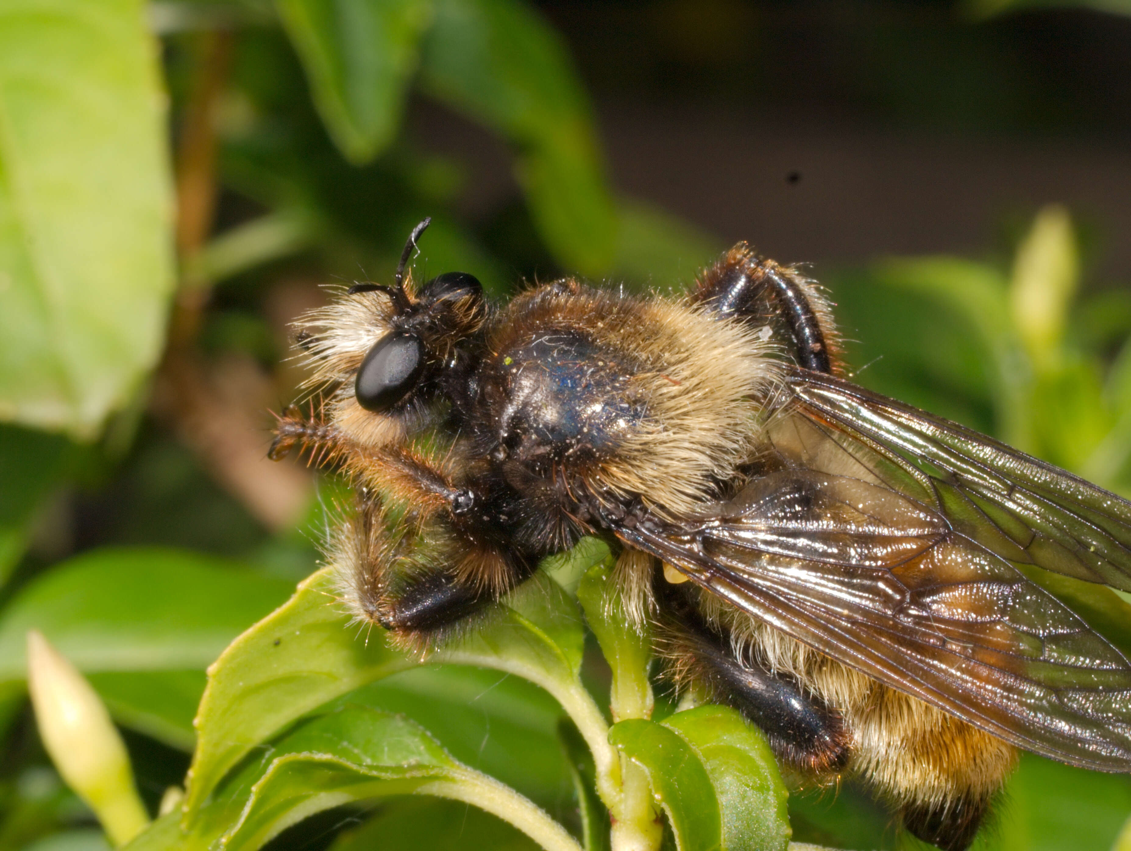 صورة Laphria flava (Linnaeus 1761)