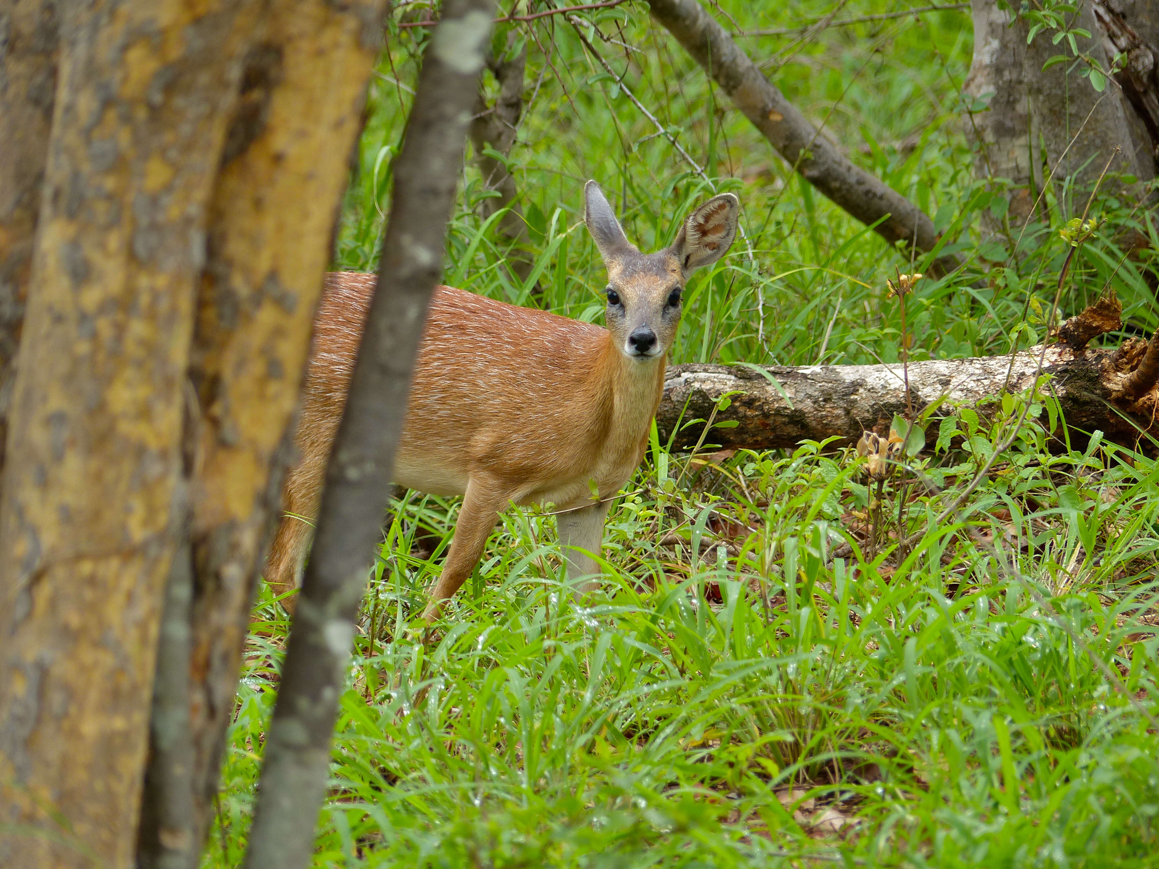 Image of Sharpe's Grysbok