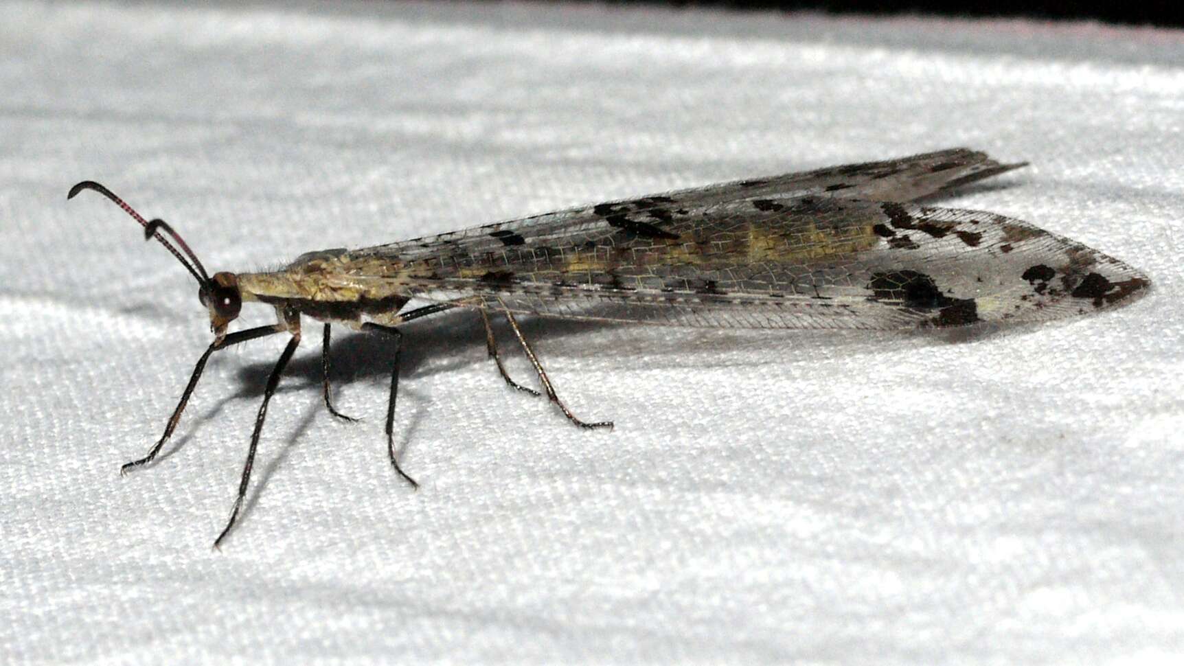 Image of Spotted-winged Antlion