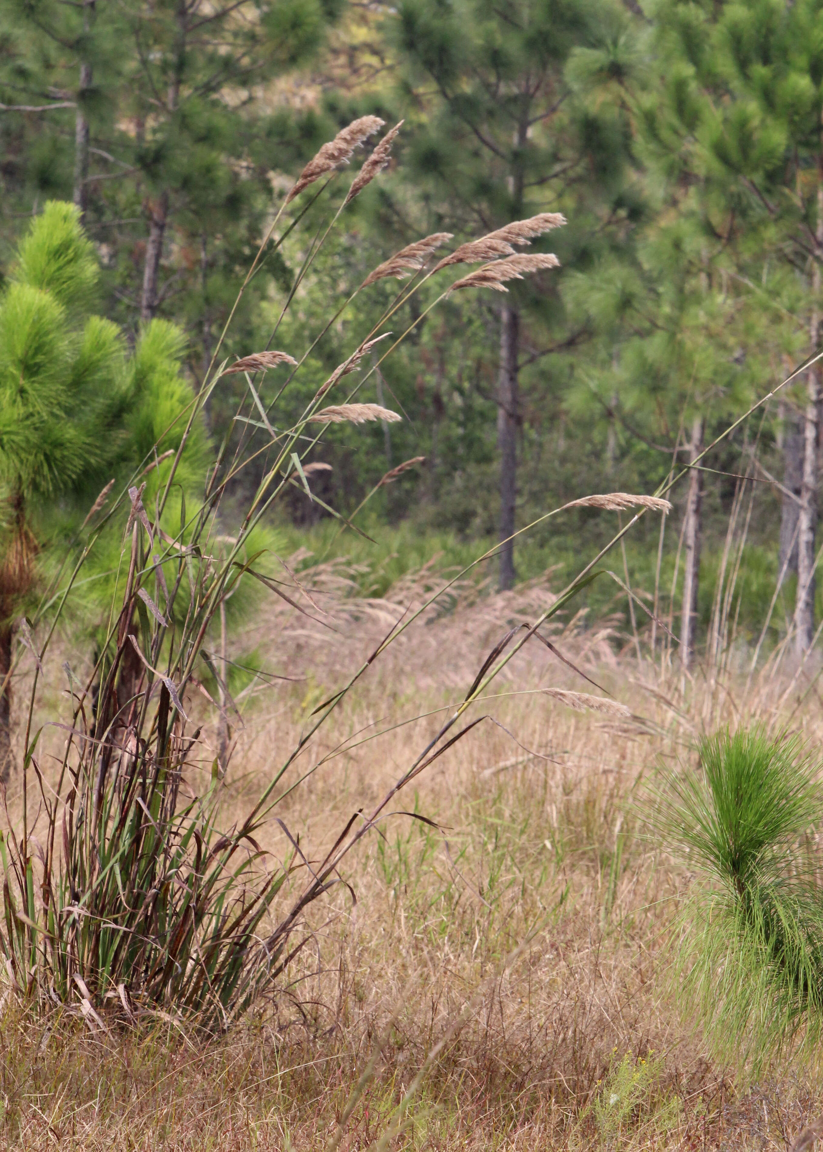 Image of sugarcane