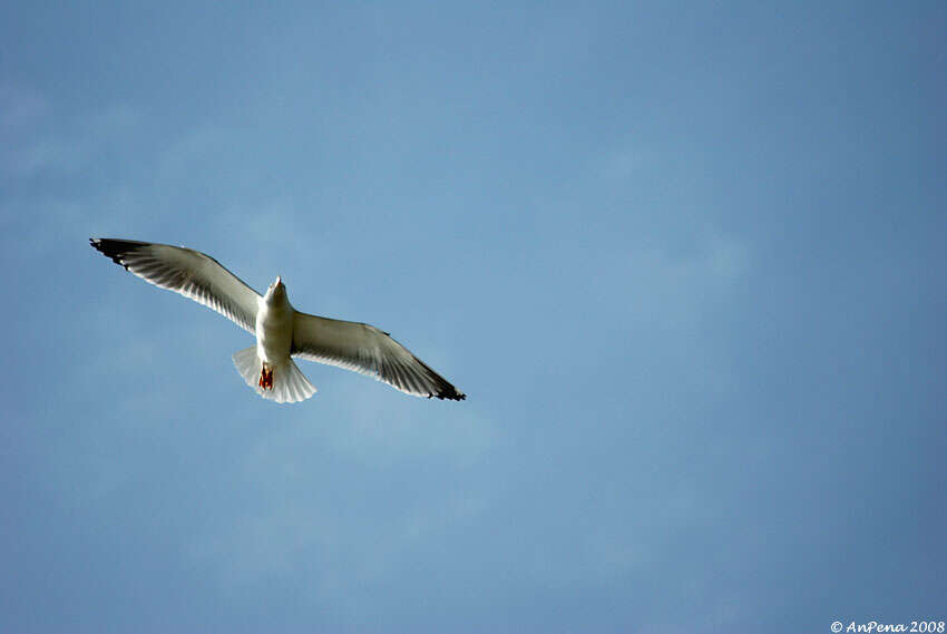 Image of Caspian Gull