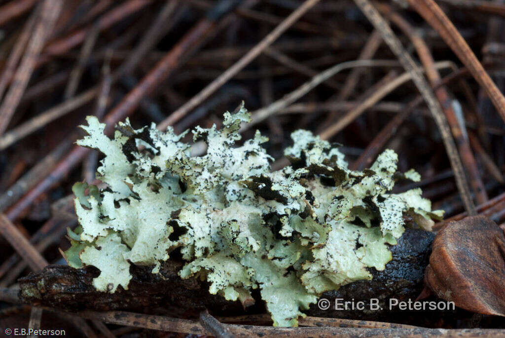 Image of esslingeriana lichen