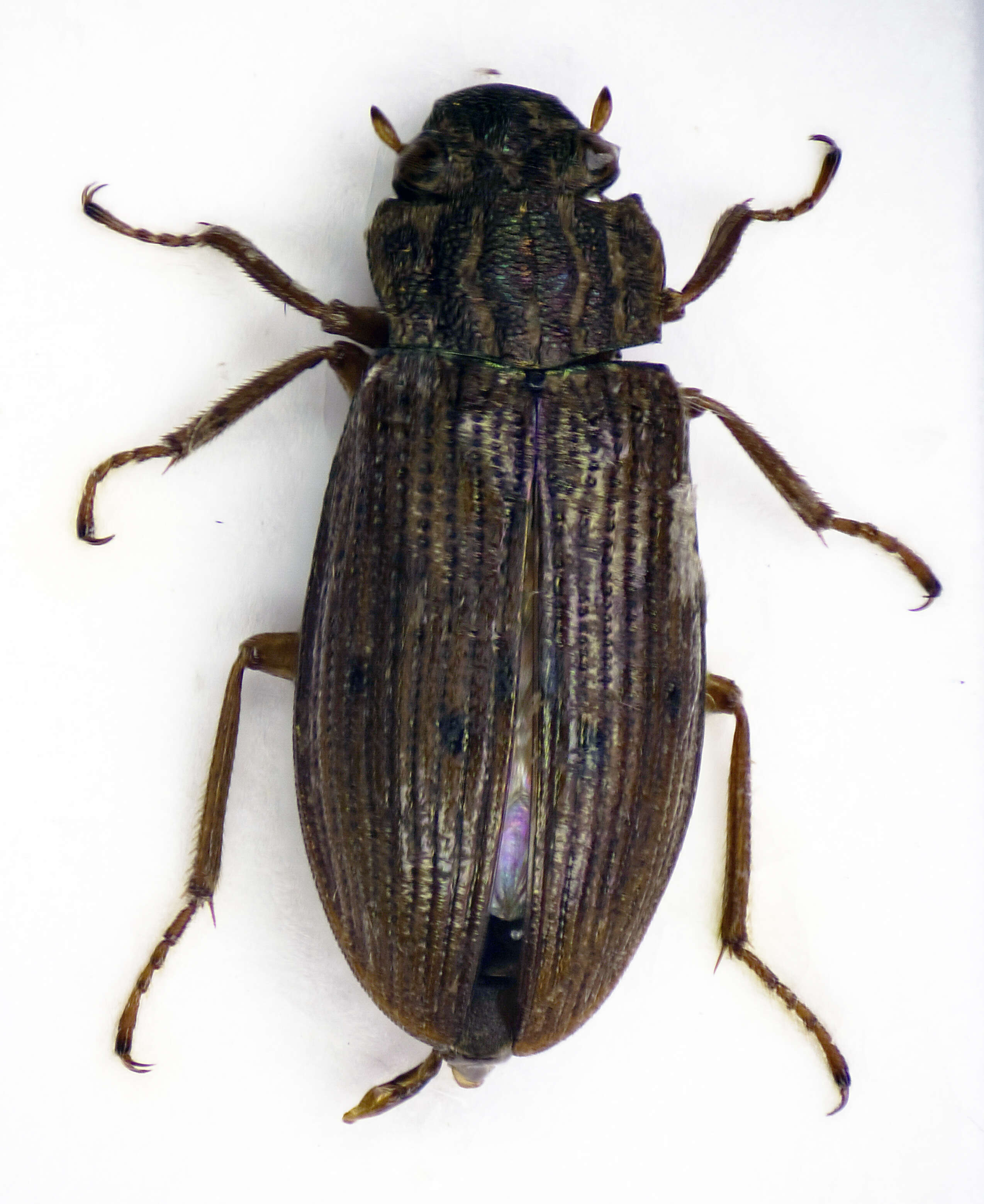 Image of Helophoridae