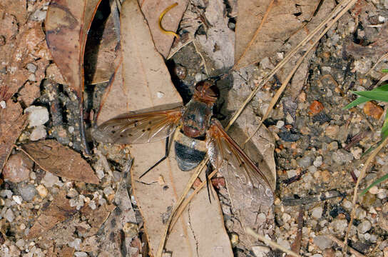 Image of Ligyra bombyliformis (Macleay 1826)