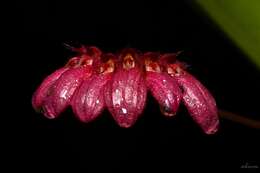 Image of Bulbophyllum corolliferum J. J. Sm.