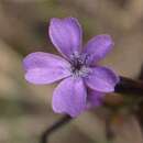 Image of Buchnera ciliata Pennell