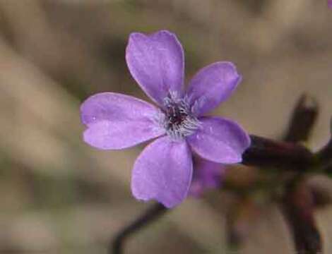 Image of Buchnera ciliata Pennell