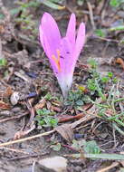 Image of Colchicum montanum L.