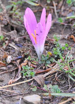 Image de Colchicum montanum L.