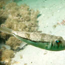 Image of Banded Toadfish